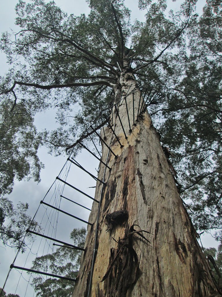 Manjimup W A - Diamond Tree Fire Look Out. by Peter Connolly