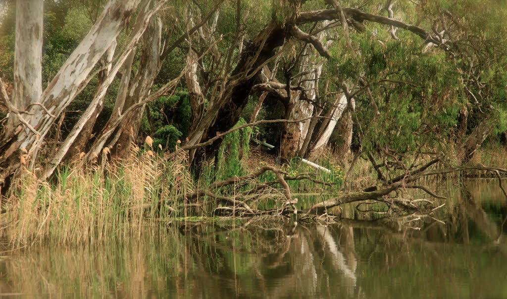 Trees by the river by Rodgers66