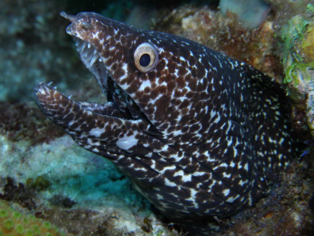 Spotted Eel by H2OSports