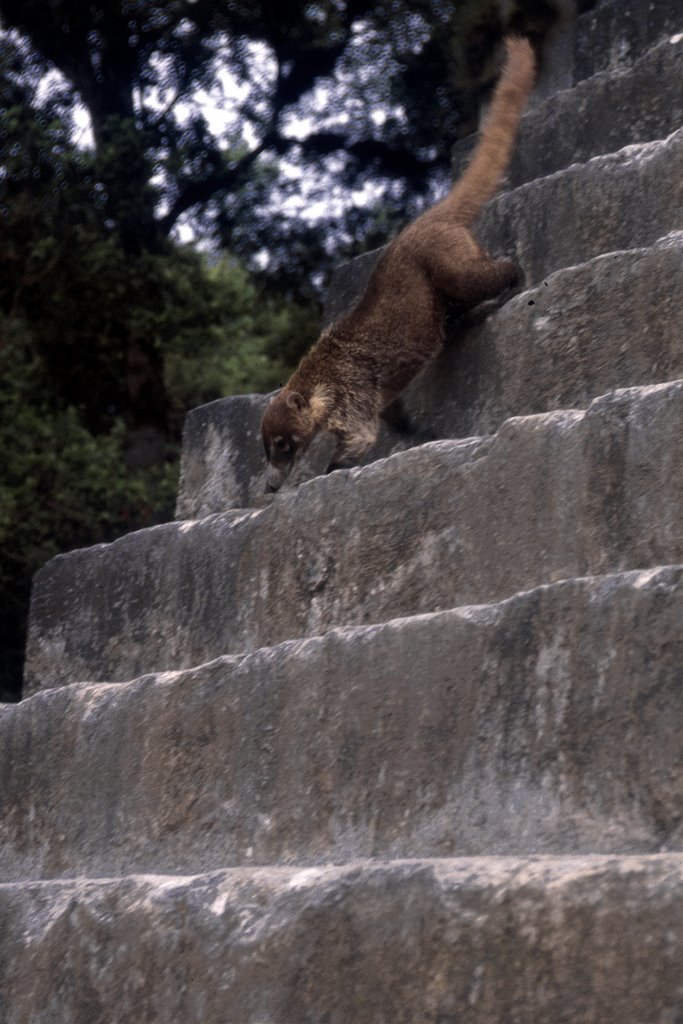 Coati by Gabriele Borsani