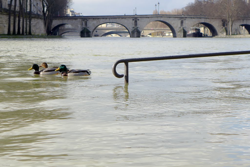 Débordements ...avec mes canards... by Chris de la B