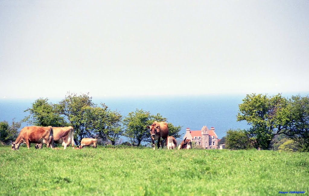 Ile de Jersey, vaches dans un pré sur fond de mer, by francois pourageaux