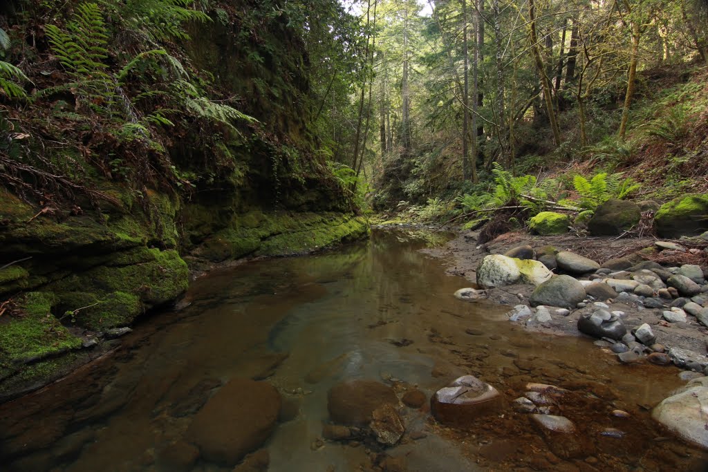 Aptos Creek by mikeandjacy