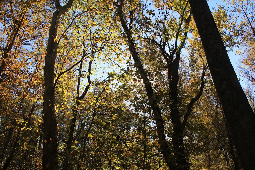 Woods at Petersburg National Battlefield by John MacKinnon