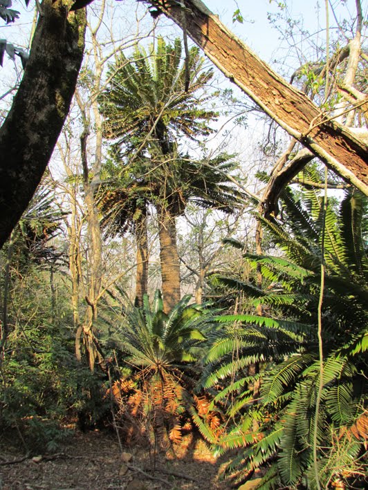 Cycads, millions of years old by Werner Swardt