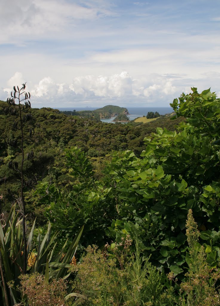 Poor Knights Islands, Northland, NZ by tarth701