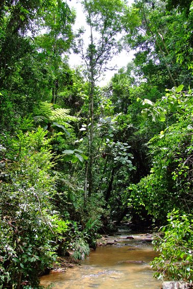 Córrego do Monte Alegre by chico saragiotto