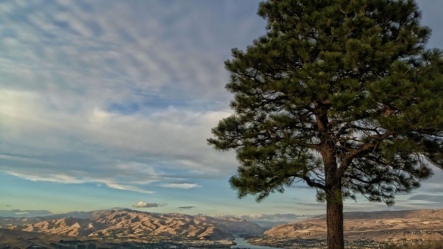 Ponderosa above Wenatchee by Thayne