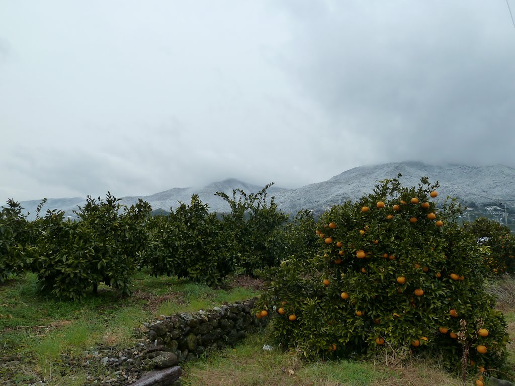 Orange orchard / みかん果樹園 by yano@mama.akari.ne.japan