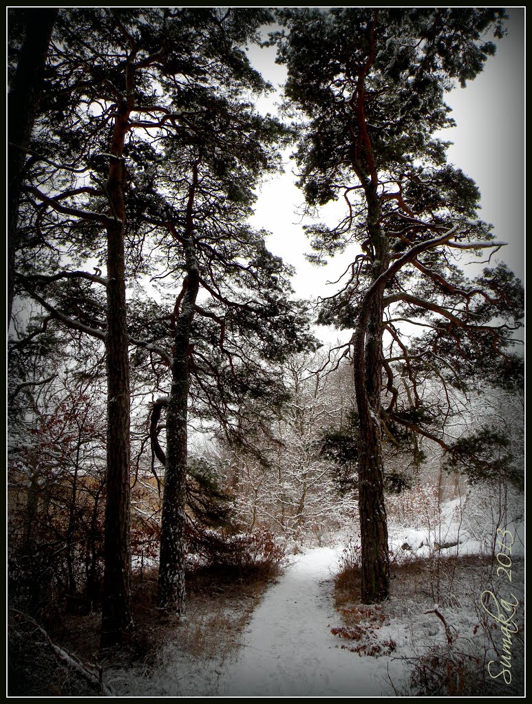 A snowy february day - Gullberna park 12. by SuMaKa