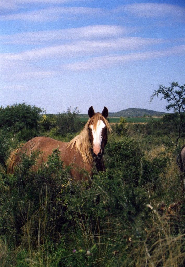 Hija de la Verija en el campo en Totoral by AleCit