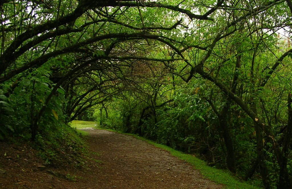 Sendero interno del circuito de visita. by Jose Luis Tisone