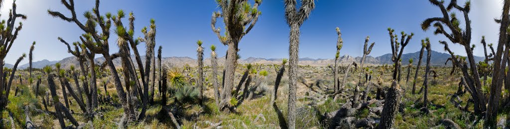 Canebrake Flat - Joshua Trees 360 - nwicon.com by NWicon.com