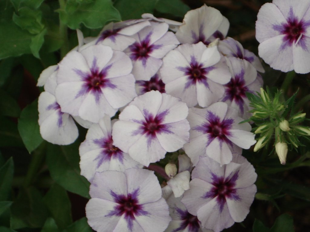 Bangladeshi flower by Salam Saklain