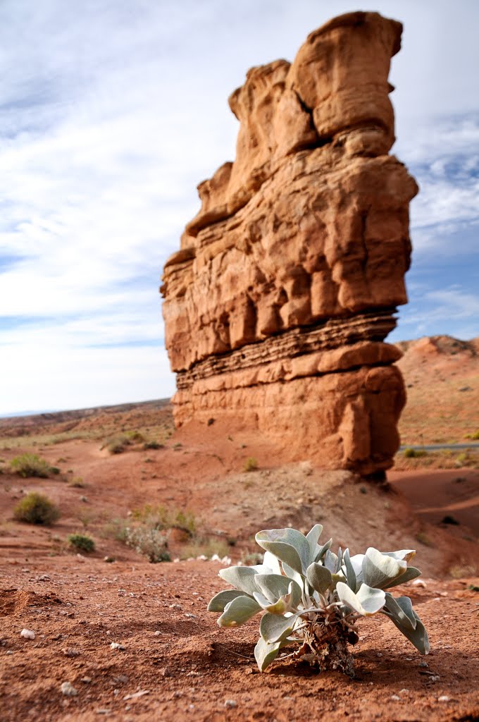 Shrub and Butte by bcm79