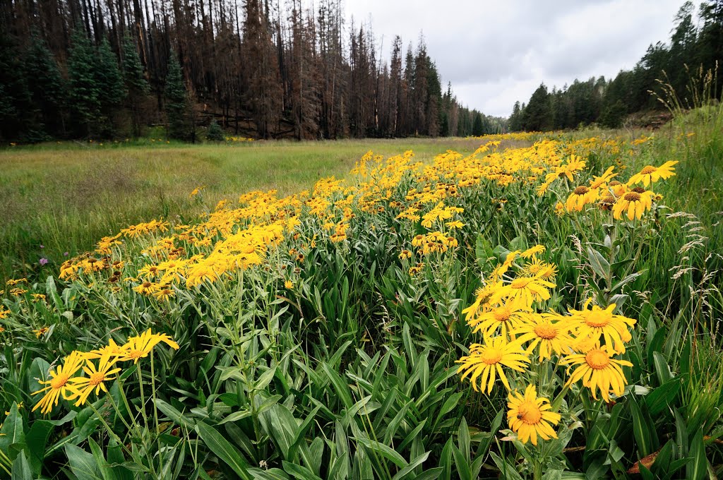 Sneezeweed along Hannagan Creek by bcm79