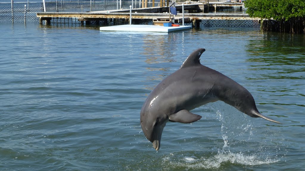 Floridas Key's: Dolphin Research Center, Grassy Key by GEO-Reini