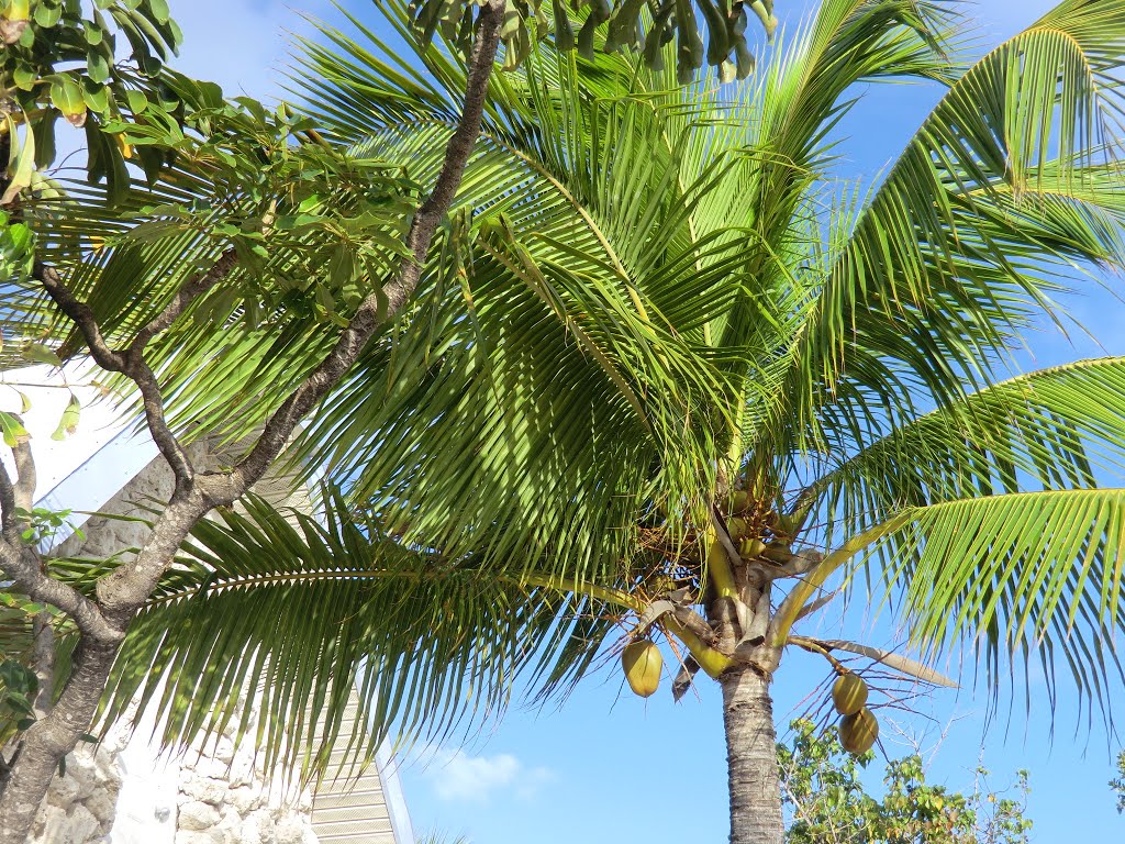 Florida Key's: Palms of Key West by GEO-Reini