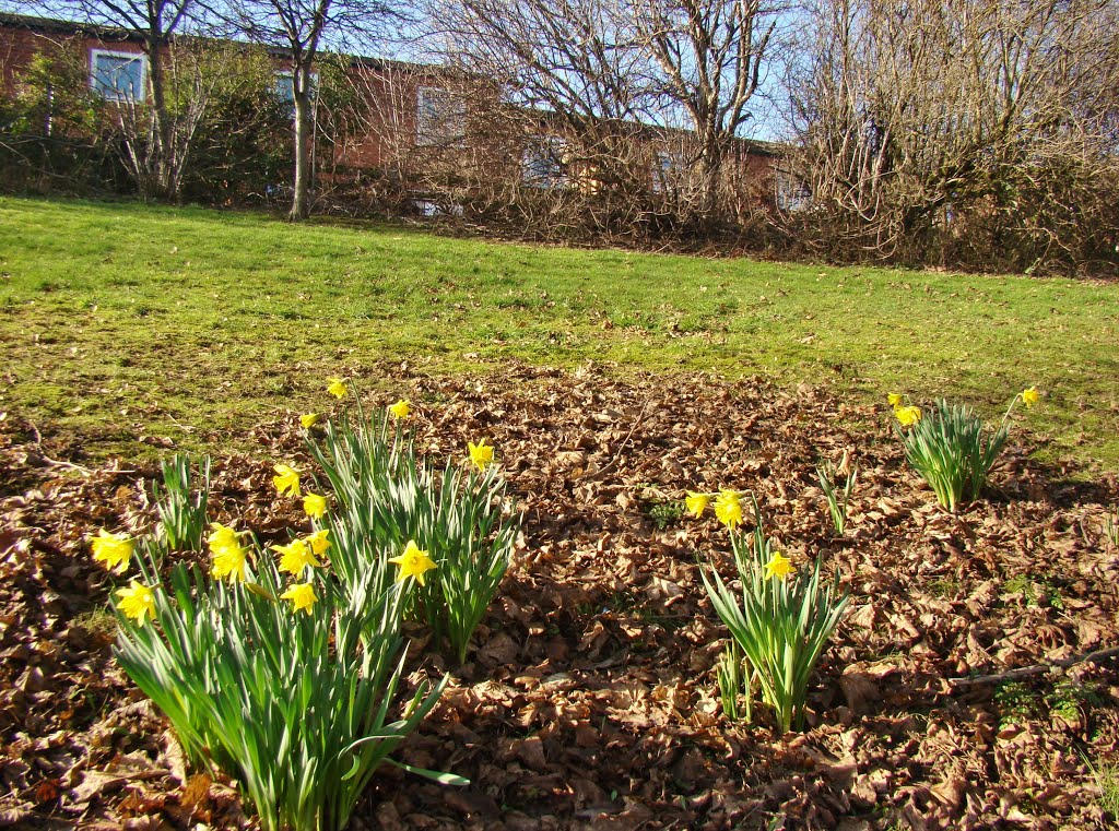 Early flowering Daffodils looking towards Sherde Road properties, Walkley, Sheffield S6 by sixxsix