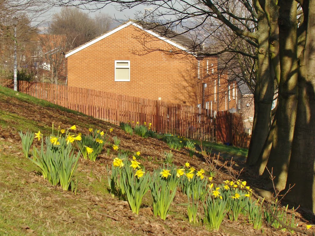 Early flowering Daffodils and Fox Road properties, Walkley, Sheffield S6 by sixxsix