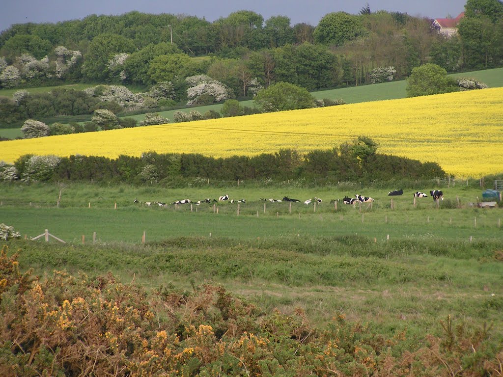 The Rape field by jacbarber