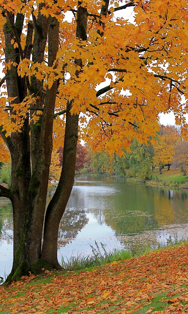 Lake Sacajawea in the Fall by scollins