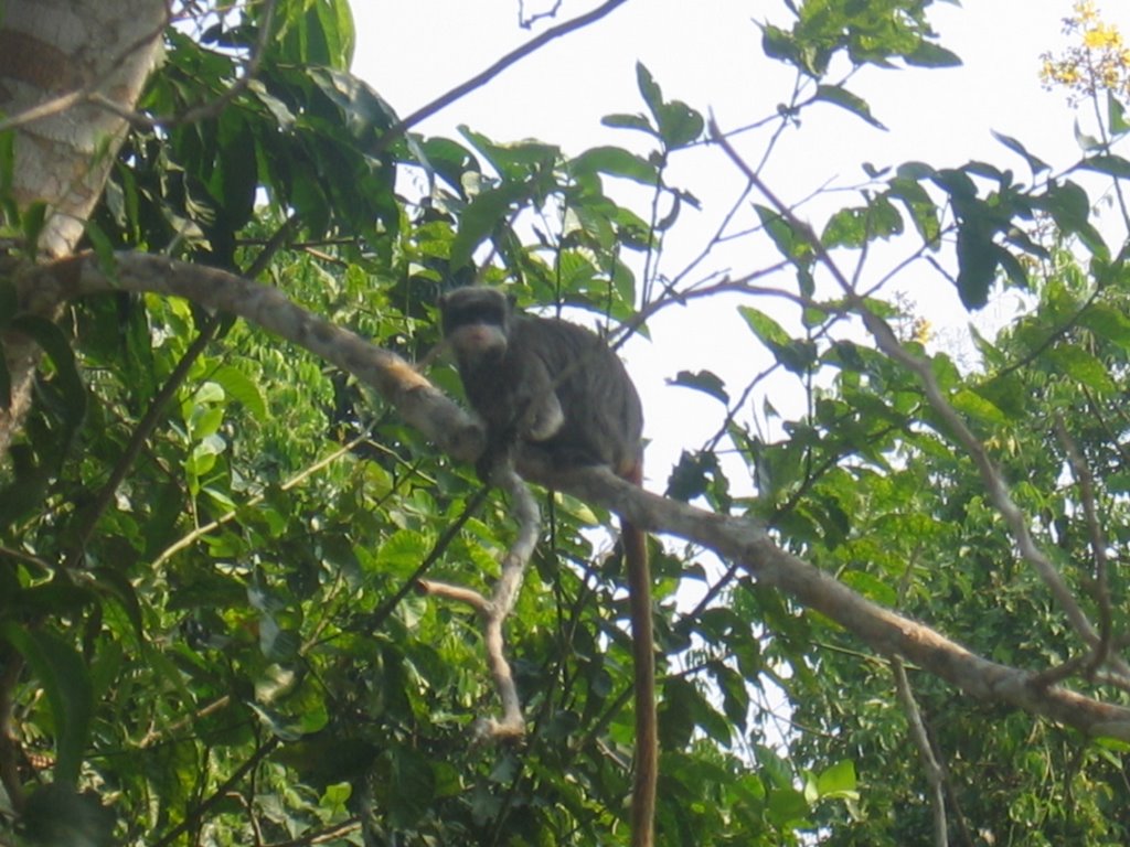 Emperor Tamarin by gtbish