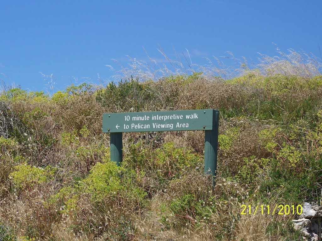 10 minute walk to view Pelicans at Jack Point National Park area, on 21-11-2010 by Peter John Tate,