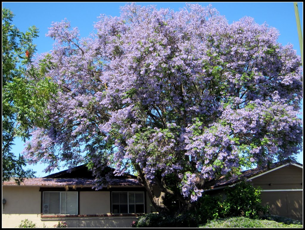 Jakaranda - Baum by H. Lisbeth