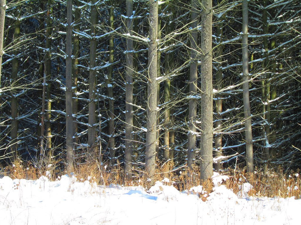 Lighted Pines by Lady Harley