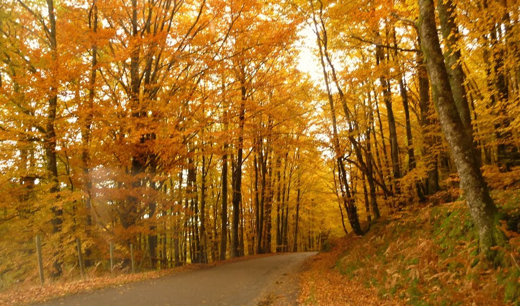 L'automne sur le Mont Beuvray by jeffou