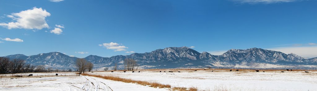 Cows on Open Space - South Cherryvale Road - Panorama by Meinhardt Greeff