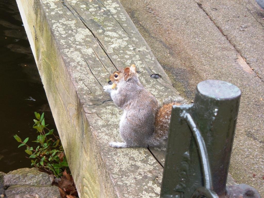 London: american squirrels are conquering the world! by elmambo