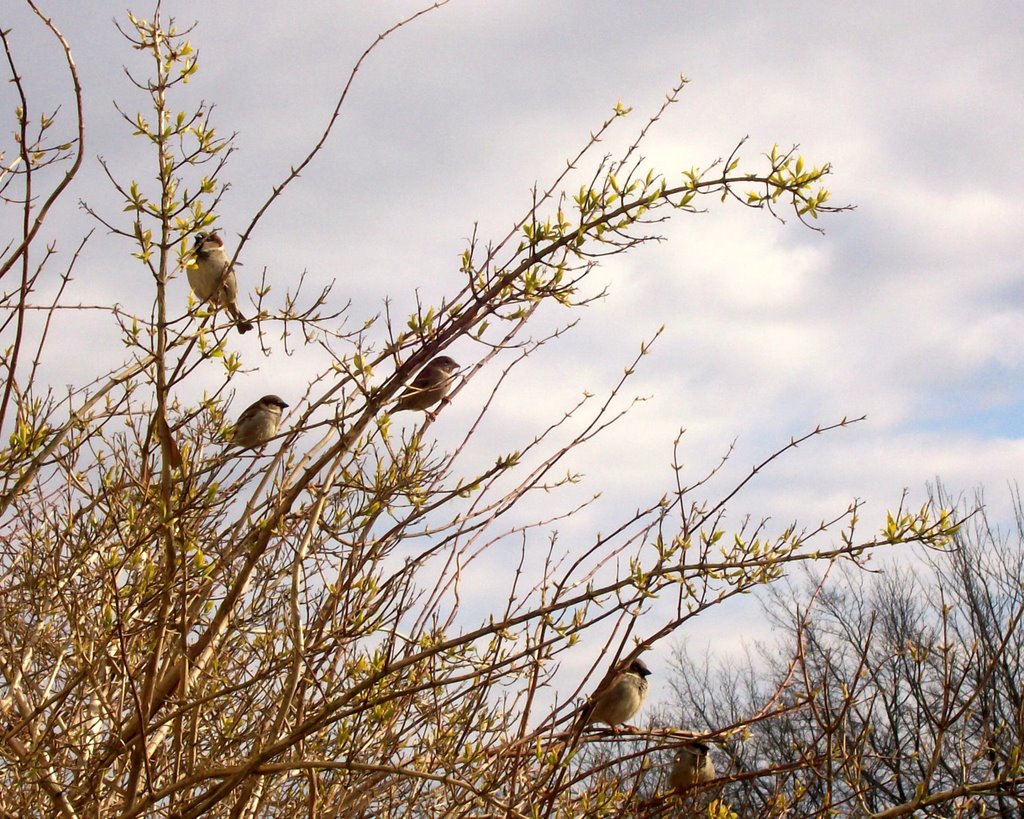 Passer domesticus, Marieberg by Spacebug