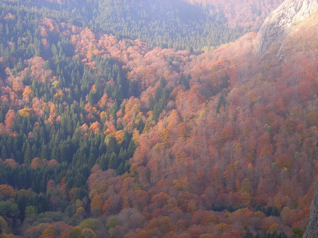 Herbstwald am Roche Sanadoire by Clemens Gilles