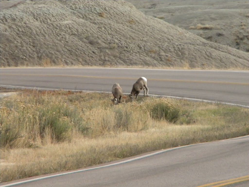 Big Horns Along Badlands Loop Road by rutschke.jr