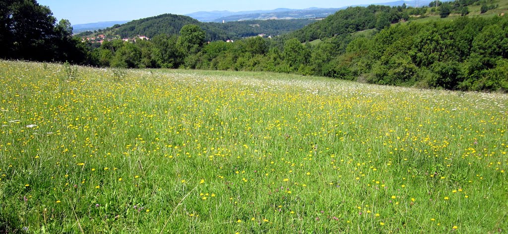 Du jaune, du vert, du blanc ... by arverna-compostelle