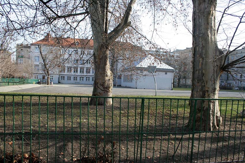 Plane trees on school area by psboy.pl