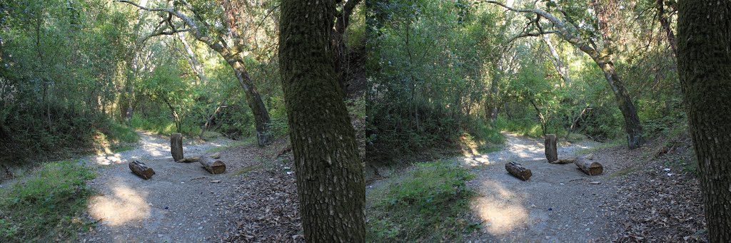 X3D Wooded Trail at Bishop Ranch Regional Open Space by Brian Zurita