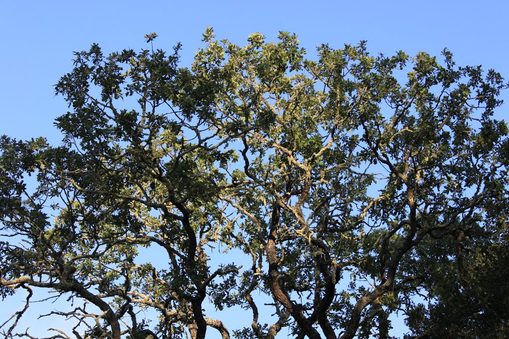 Bishop Ranch Regional Open Space by Brian Zurita