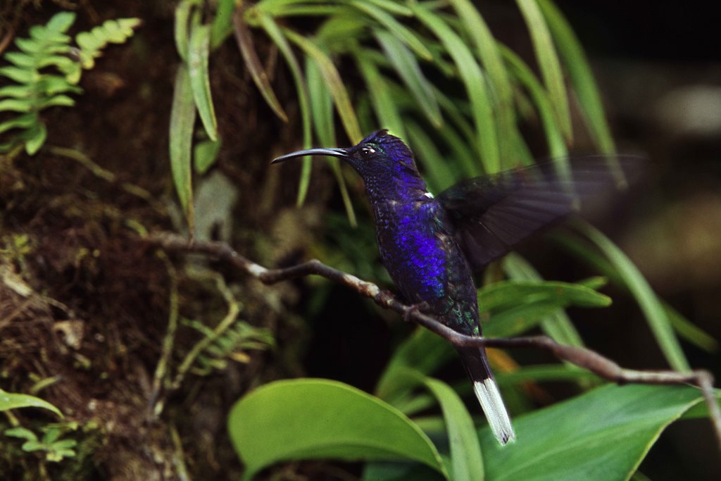 Violet Sabrewing_male by Kent Martens