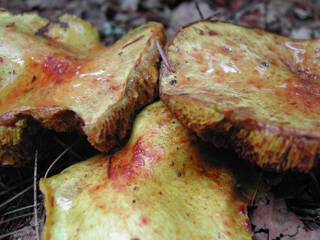 Trailside mushrooms by LeahNY