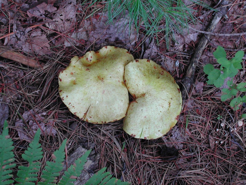 Trailside mushrooms by LeahNY