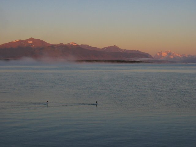 Cisnes de cuello negro y Monte Balmaseda by tetsuya223