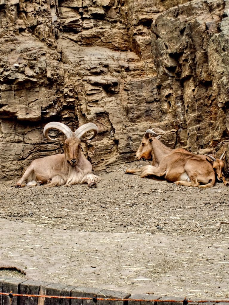 Muflon, Zoo Praha by Lukáš Hák