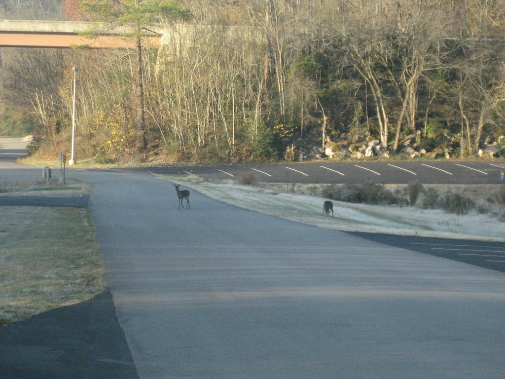 Wild deer near Douglas Dam by finnjf