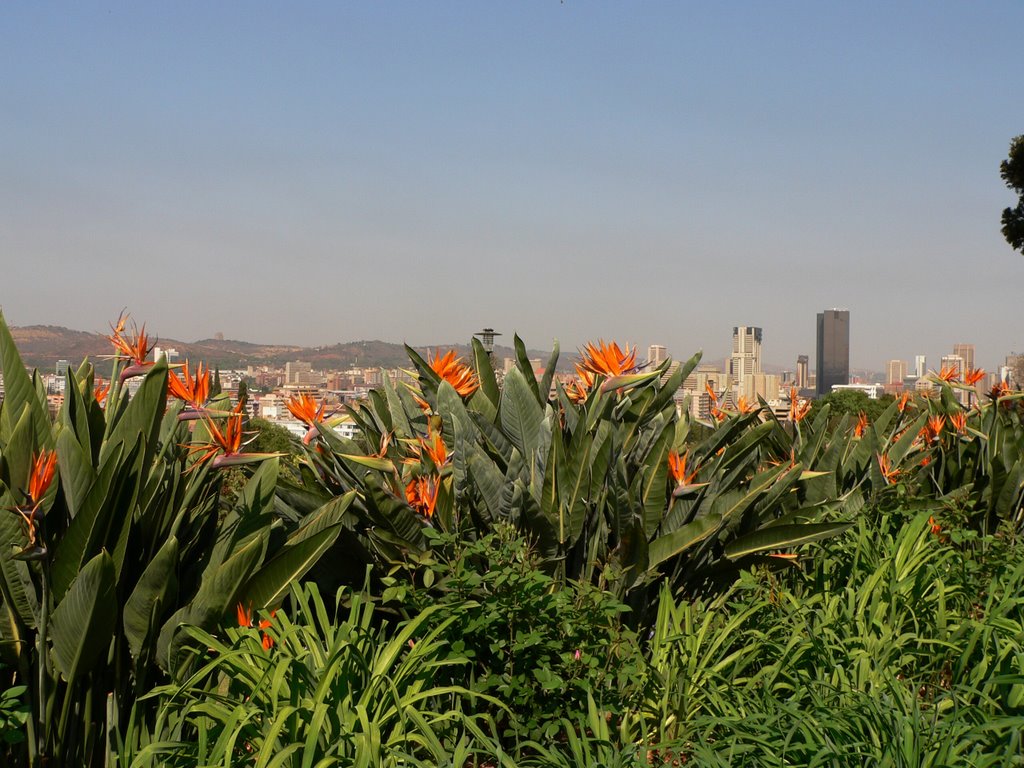 View of Pretoria behind the Crane Flowers in front of the Union Building by thor☼odin™