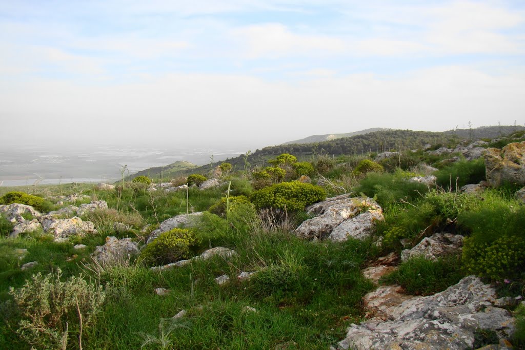 Israel. Gilbo'a Nature Reserve. Iris Trail by Igor Svobodin