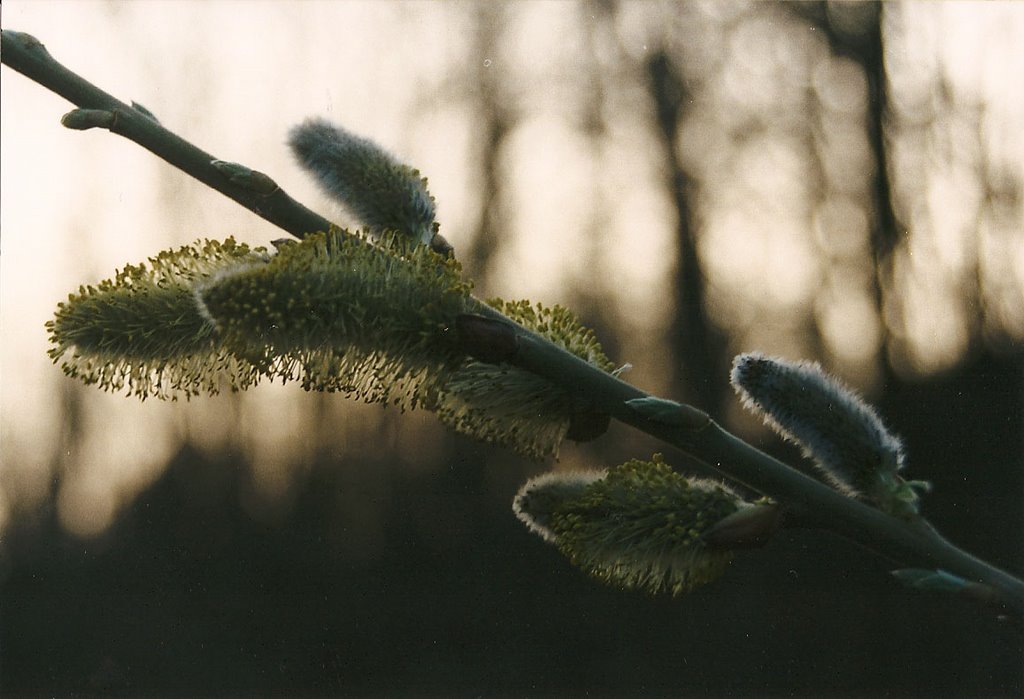 Kätzchenblüte by B.W.