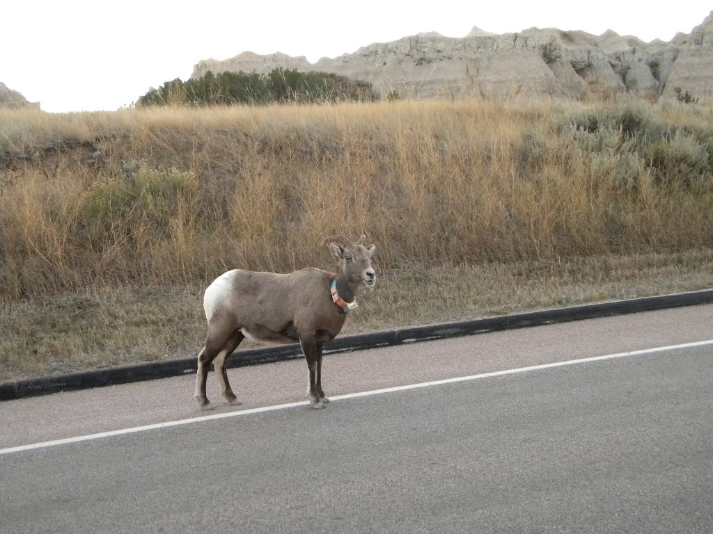 Big Horn In Traffic by rutschke.jr